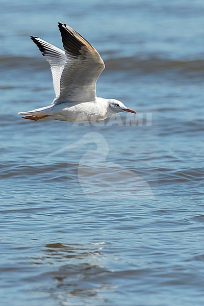 Slender-billed Gull (Chroicocephalus genei) during autumn migration in Ebro Delta, Spain stock-image by Agami/Marc Guyt,