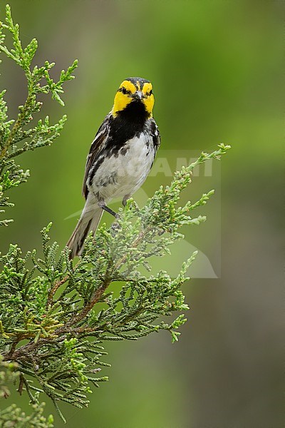 Golden-cheeked Warbler (Setophaga chrysoparia) adult male perched in a bush stock-image by Agami/Dubi Shapiro,