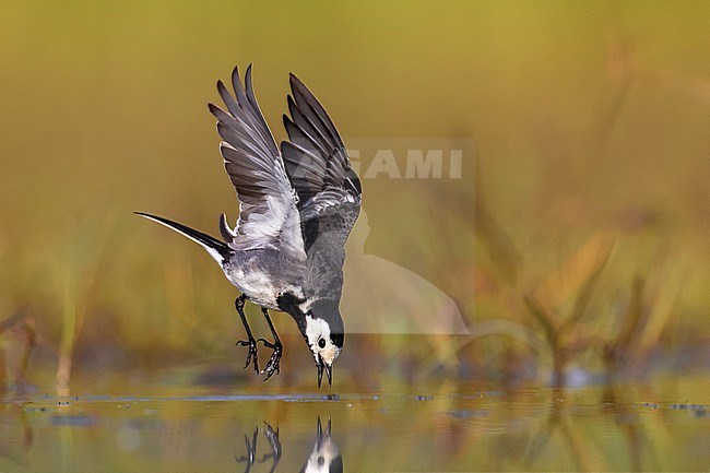 Pied Wagtail, Motacilla yarrellii, in Italy. stock-image by Agami/Daniele Occhiato,