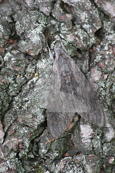 Windepijlstaart op boomstam , Convolvulus Hawkmoth on tree trunk stock-image by Agami/Menno van Duijn,