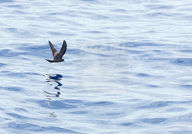 Matsudaira's Storm Petrel (Hydrobates matsudairae) at sea south of Japan. Formlery known as Oceanodroma matsudairae. stock-image by Agami/Marc Guyt,