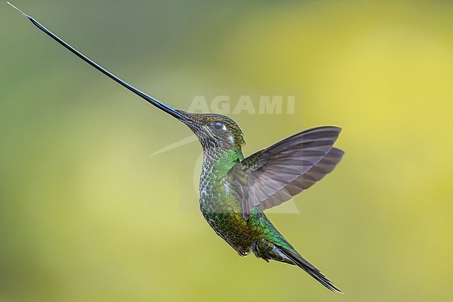 Sword-billed Hummingbird (Ensifera ensifera) flying and showing the tongue in Colombia. stock-image by Agami/Alejandra Rendón Calle,