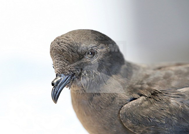 European Storm Petrel (Hydrobates pelagicus) taking into care after a autumn storm in bird rescue center onTexel in the Netherlands. stock-image by Agami/Marc Guyt,