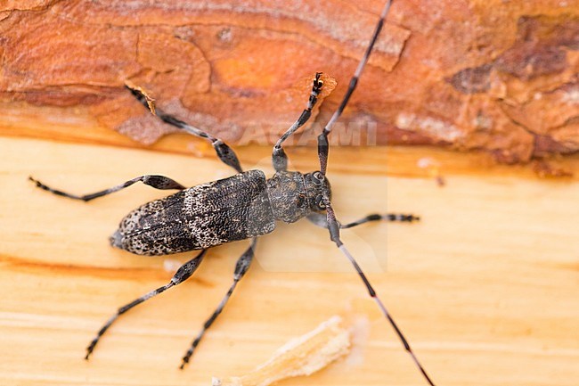 Acanthocinus sachalinensis, Russia (Baikal), imago stock-image by Agami/Ralph Martin,