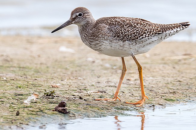 Immature Common Redshank (Tringa totanus) stock-image by Agami/Hans Germeraad,