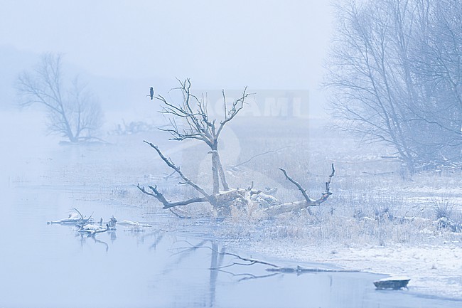 Common Great Cormorant (Phalacrocorax carbo ssp. sinensis), Germany stock-image by Agami/Ralph Martin,