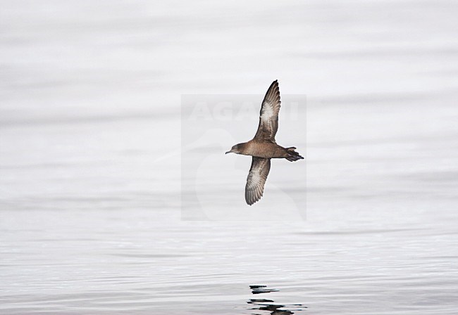 Grauwe Pijlstormvogel in de vlucht; Sooty Shearwater in flight stock-image by Agami/Marc Guyt,