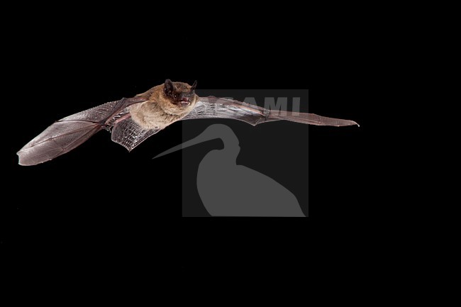 Dwergvleermuis in vlucht; Common Pipistrelle in flight stock-image by Agami/Theo Douma,