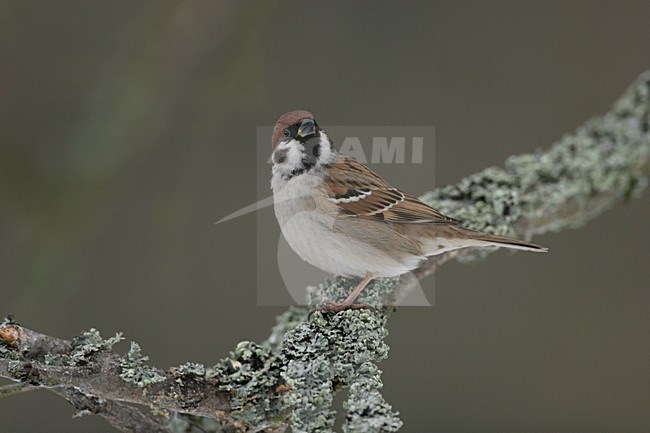 Ringmus zittend op een tak; Eurasian Tree Sparrow perched on branch stock-image by Agami/Menno van Duijn,