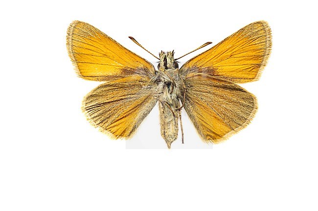 Essex Skipper, Thymelicus lineola stock-image by Agami/Wil Leurs,