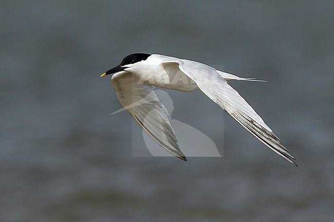 Adult breeding
Galveston Co., TX
April 2011 stock-image by Agami/Brian E Small,