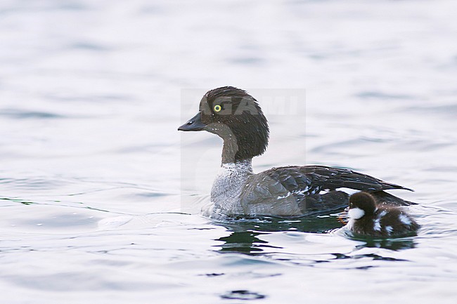 Barrow's Goldeneye, IJslandse Brilduiker, Bucephala islandica, Iceland, adult female with ducklings stock-image by Agami/Ralph Martin,