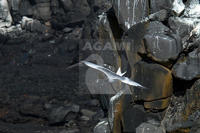 Swallow-tailed Gull flying; Zwaluwstaartmeeuw vliegend stock-image by Agami/Roy de Haas,