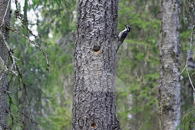 Three-toed Woodpecker male perched on tree-trunk, Drieteenspecht zittend op boomstam stock-image by Agami/Markus Varesvuo,