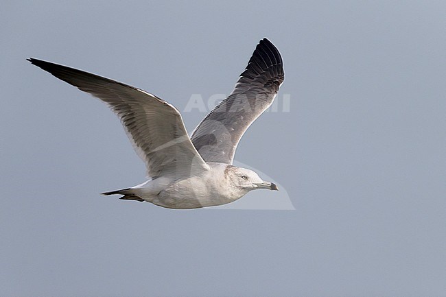 Onvolwassen Japanse Meeuw; Immature Black-tailed Gull stock-image by Agami/Daniele Occhiato,