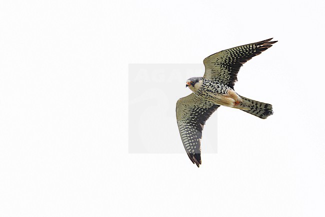 second calendar year female or immature female amur falcon (falco amurensis) in flight, found near Khalk River in eastern Mongolia in Dornod Aimag stock-image by Agami/Mathias Putze,