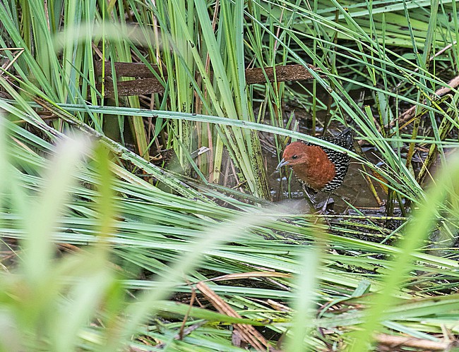 Male Red-chested Flufftail (Sarothrura rufa) in South Africa. stock-image by Agami/Pete Morris,