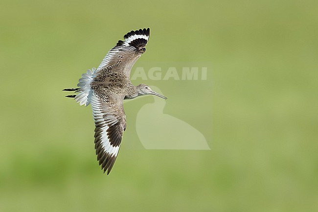 Adult breeding
Kidder Co., ND
June 2020 stock-image by Agami/Brian E Small,