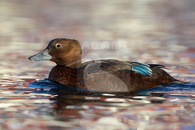 Vrouwtje Stellers Eider; Female Steller's Eider stock-image by Agami/Markus Varesvuo,