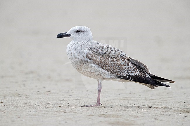 Yellow-legged Gull (Larus michahellis), side view of a juvenile standing on the shore, Campania, Italy stock-image by Agami/Saverio Gatto,