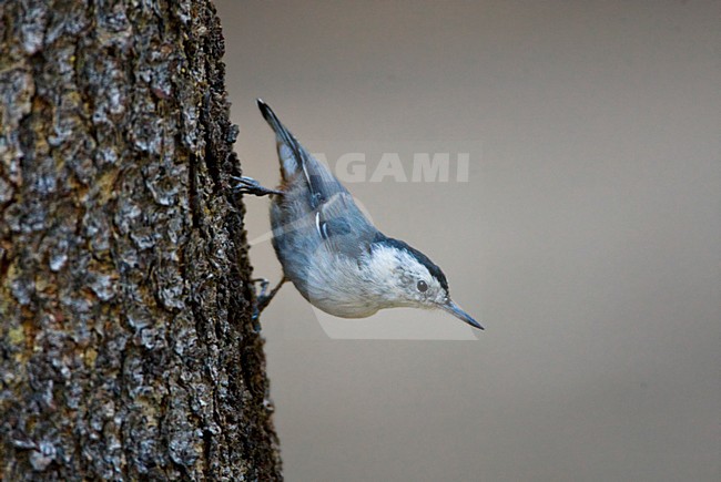 Witborst-boomklever, White-breasted Nuthatch stock-image by Agami/Marc Guyt,