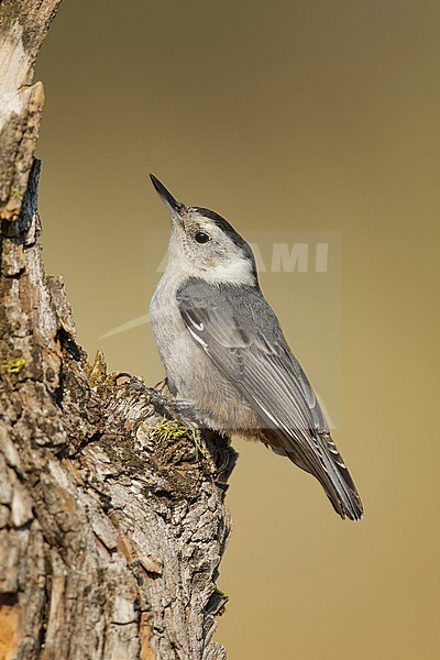 Adult male White-breasted Nuthatch, Sitta carolinensis
Lake Co., Oregon
August 2015 stock-image by Agami/Brian E Small,