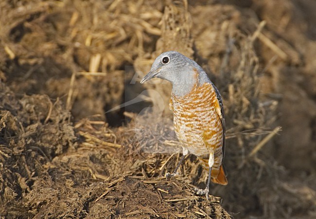 Rufous-tailed Rock Thrush adult male standing; Rode Rotslijster volwassen man staand stock-image by Agami/Jari Peltomäki,