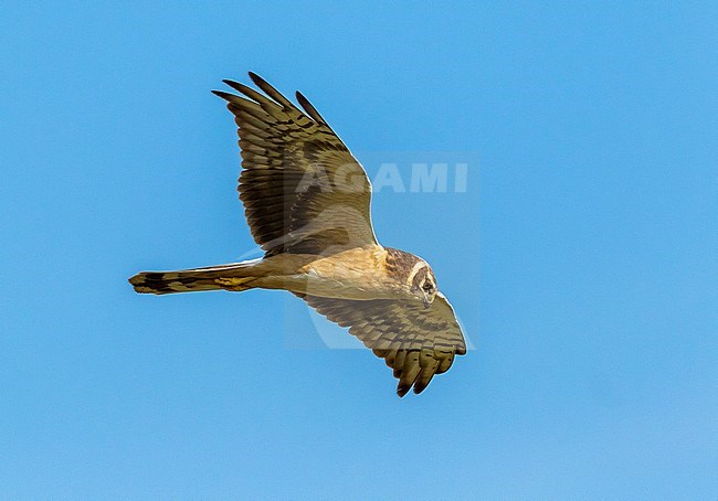 2nd year male Pallid Harrier stay for a while on the same field in OthÃ©e, Belgium during spring migration. stock-image by Agami/Vincent Legrand,