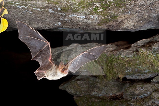 Vale Vleermuis verlaat grot, Greater Mouse-eared Bat leaving cave stock-image by Agami/Theo Douma,