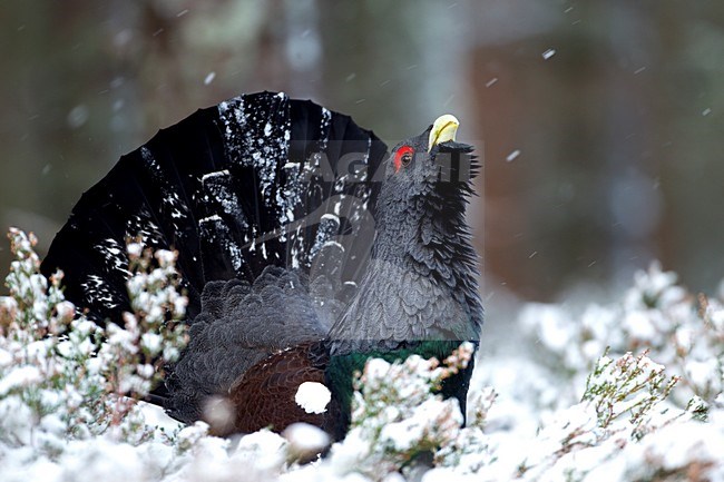 Baltsend mannetje Auerhoen in de sneeuw; Male Western Capercaillie displaying in the snow stock-image by Agami/Danny Green,