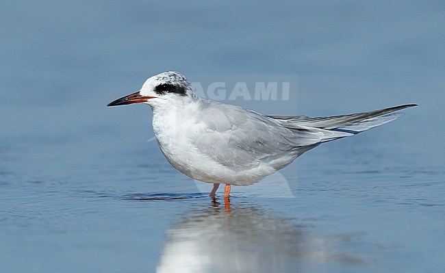 Adult Forster's Tern (Sterna forsteri) in non-breeding plumage standing on a beach in Cape May County, New Jersey, USA.
March 2017 stock-image by Agami/Brian E Small,