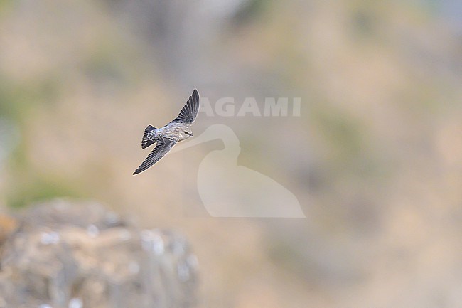 Rock Martin, Ptyonoprogne fuligula, in flight. stock-image by Agami/Sylvain Reyt,