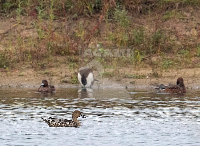 Adult male Northern Pintail (Anas acuta) in eclipse plumage in the Netherlands. Swimming on a lake in front of sleeping ducks on the shore. stock-image by Agami/Edwin Winkel,