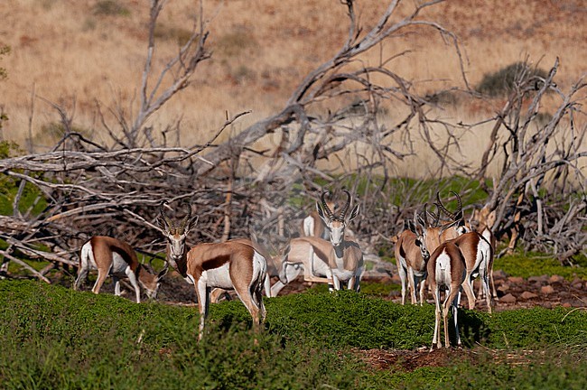 Springboks graze in a thicket. Damaraland, Kunene, Namibia. stock-image by Agami/Sergio Pitamitz,