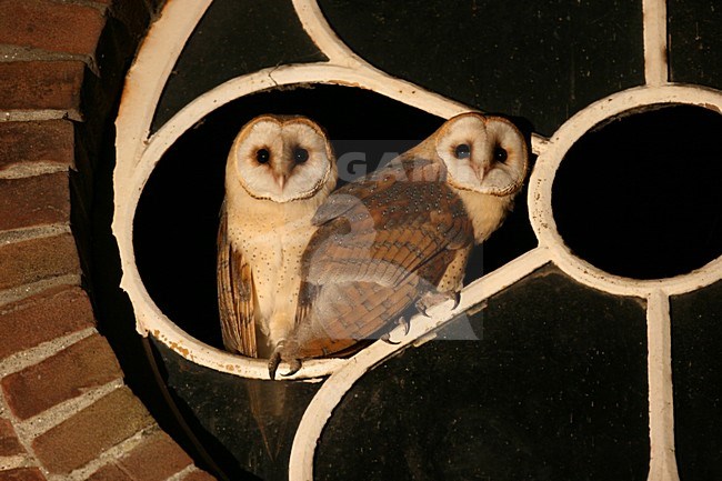 Kerkuil, Dark Barn Owl stock-image by Agami/Chris van Rijswijk,