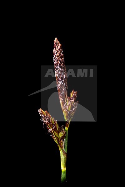 Spring sedge, Carex caryophyllea stock-image by Agami/Wil Leurs,