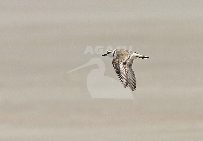 White-faced Plover (Charadrius dealbatus) adult in flight stock-image by Agami/Pete Morris,