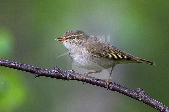 Arctic Warbler, Noordse Boszanger stock-image by Agami/Daniele Occhiato,