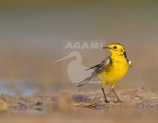Citrine Wagtail - Zitronenstelze - Motacilla citreola, Oman stock-image by Agami/Ralph Martin,