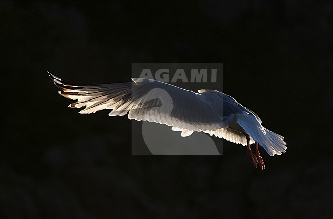 Adult European Herring Gull (Larus argentatus argentatus) at Flatanger, Norway. Photographed with strong backlight. stock-image by Agami/Helge Sorensen,