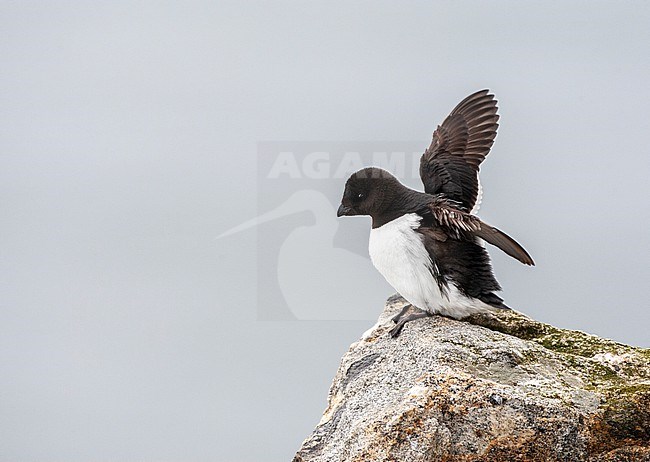 Little Auk (Alle alle) during summer season on Spitsbergen in arctic Norway. Adult resting on a rock in the colony. stock-image by Agami/Marc Guyt,