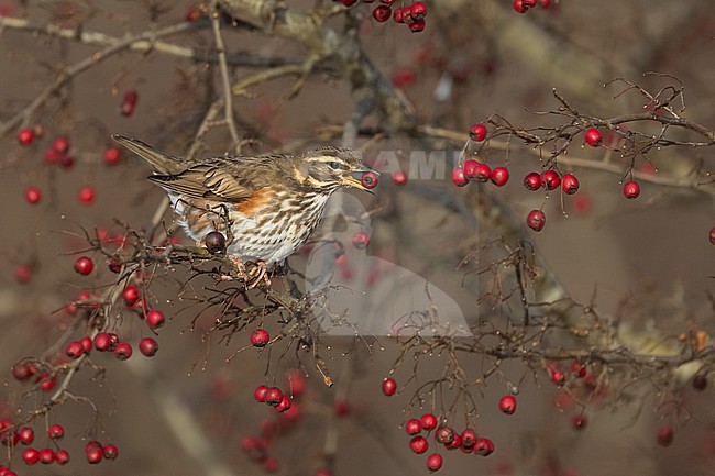 Redwing (Turdus iliacus iliacus) eating berries at Rudersdal, Denmark stock-image by Agami/Helge Sorensen,
