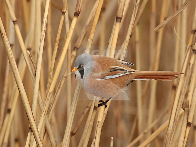 Bearded Reedling (Panurus biarmicus), adult male sitting in the reed, seen from the side. stock-image by Agami/Renate Visscher,