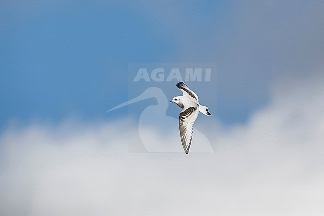 Ross' Meeuw; Ross's Gull; Rhodostethia rosea; stock-image by Agami/Chris van Rijswijk,