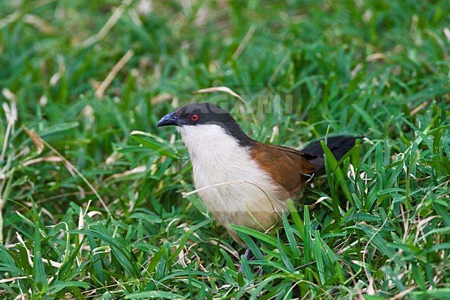 Senegalese Spoorkoekoek; Senegal Coucal; stock-image by Agami/Marc Guyt,