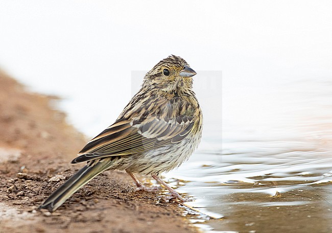 Juvenile Cirl Bunting (Emberiza cirlus) at Spanish drinking station during summer. stock-image by Agami/Marc Guyt,