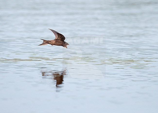 Common Swift (Apus apus) in the Netherlands. Drinking water in flight. stock-image by Agami/Ran Schols,