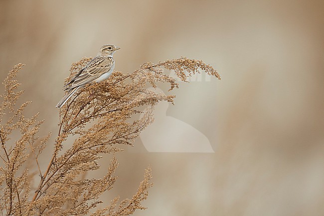 Asian Lesser Short-toed Lark (Alaudala rufescens ssp. cheelensis), Russia (Baikal), adult perched on top of reed stock-image by Agami/Ralph Martin,