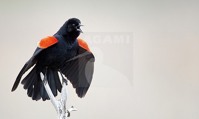 Red-winged Blackbird, Agelaius phoeniceus, North America. Displaying male, singing it's heart out. stock-image by Agami/Ian Davies,