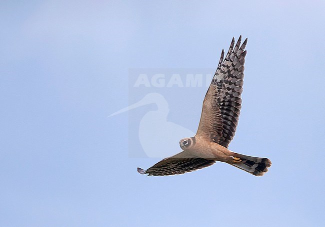 First-winter Pallid Harrier (Circus macrourus) in flight over fields of Falsterbo, Skåne, Sweden. Autumn migrant. stock-image by Agami/Helge Sorensen,